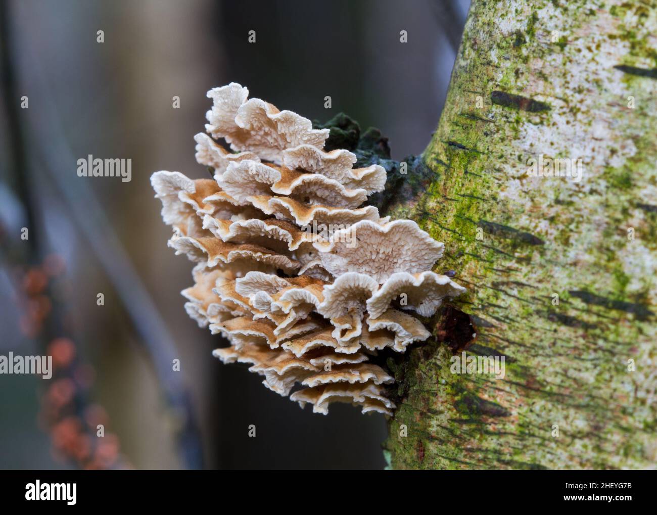 Crimped gill, small saprobic mushrooms, on the trunk of a decaying Birch Stock Photo