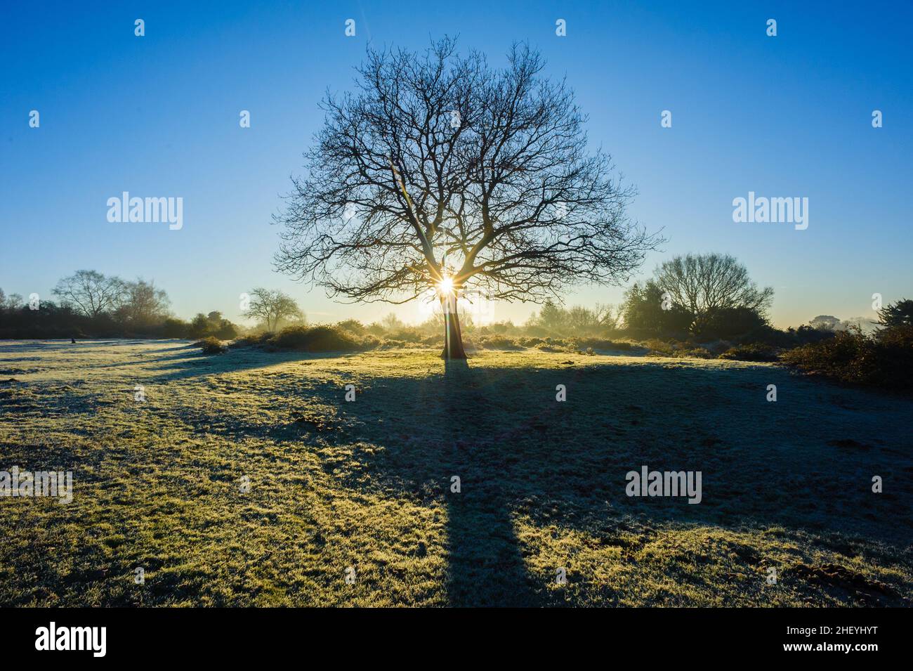 Solitary tree in wintry landscape with frost at Godshill, New Forest, Hampshire, UK, January, winter, morning. Stock Photo