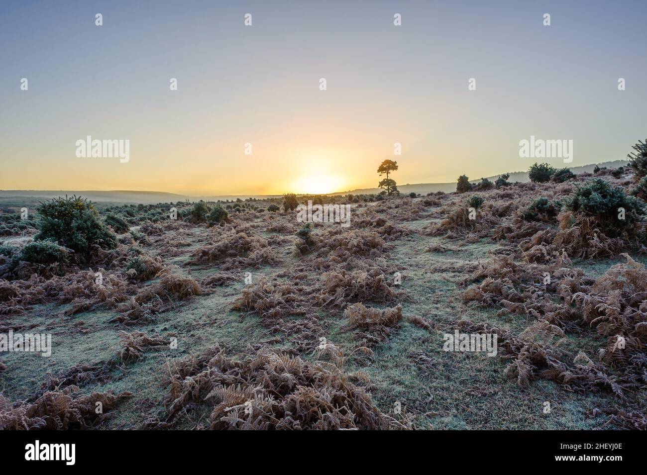 Wintry landscape with frost at Godshill, New Forest, Hampshire, UK, January, winter, morning. Stock Photo