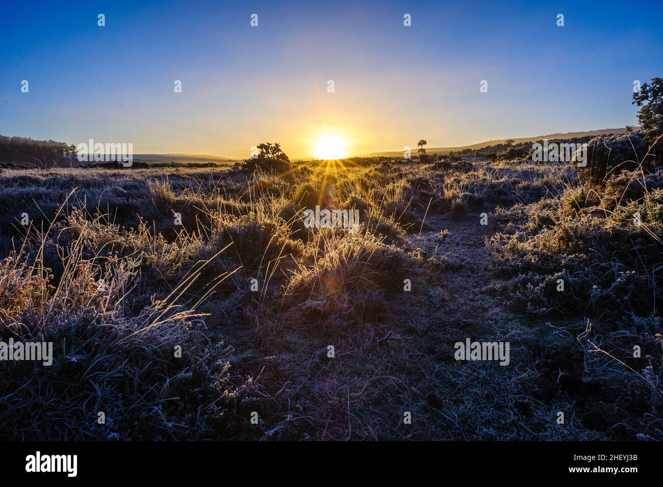 Wintry landscape with frost at Godshill, New Forest, Hampshire, UK, January, winter, morning. Stock Photo