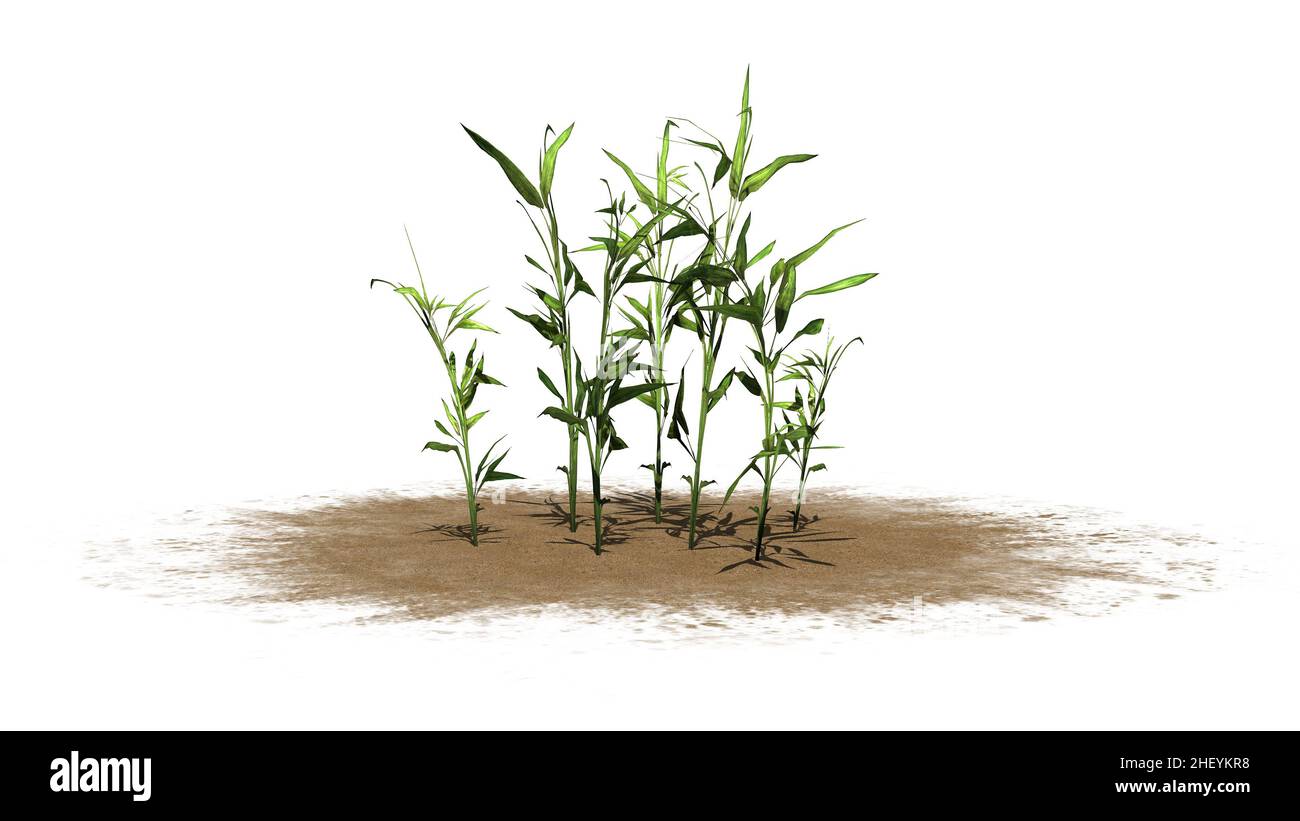 Switch Cane plant on sand area - isolated on white background - 3D illustration Stock Photo