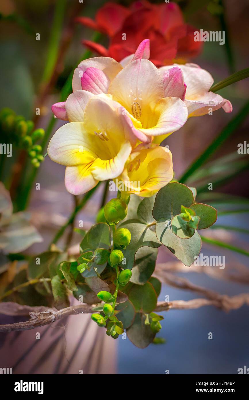 Fresh yellow, red and pink freesia flowers over defocused background Stock Photo