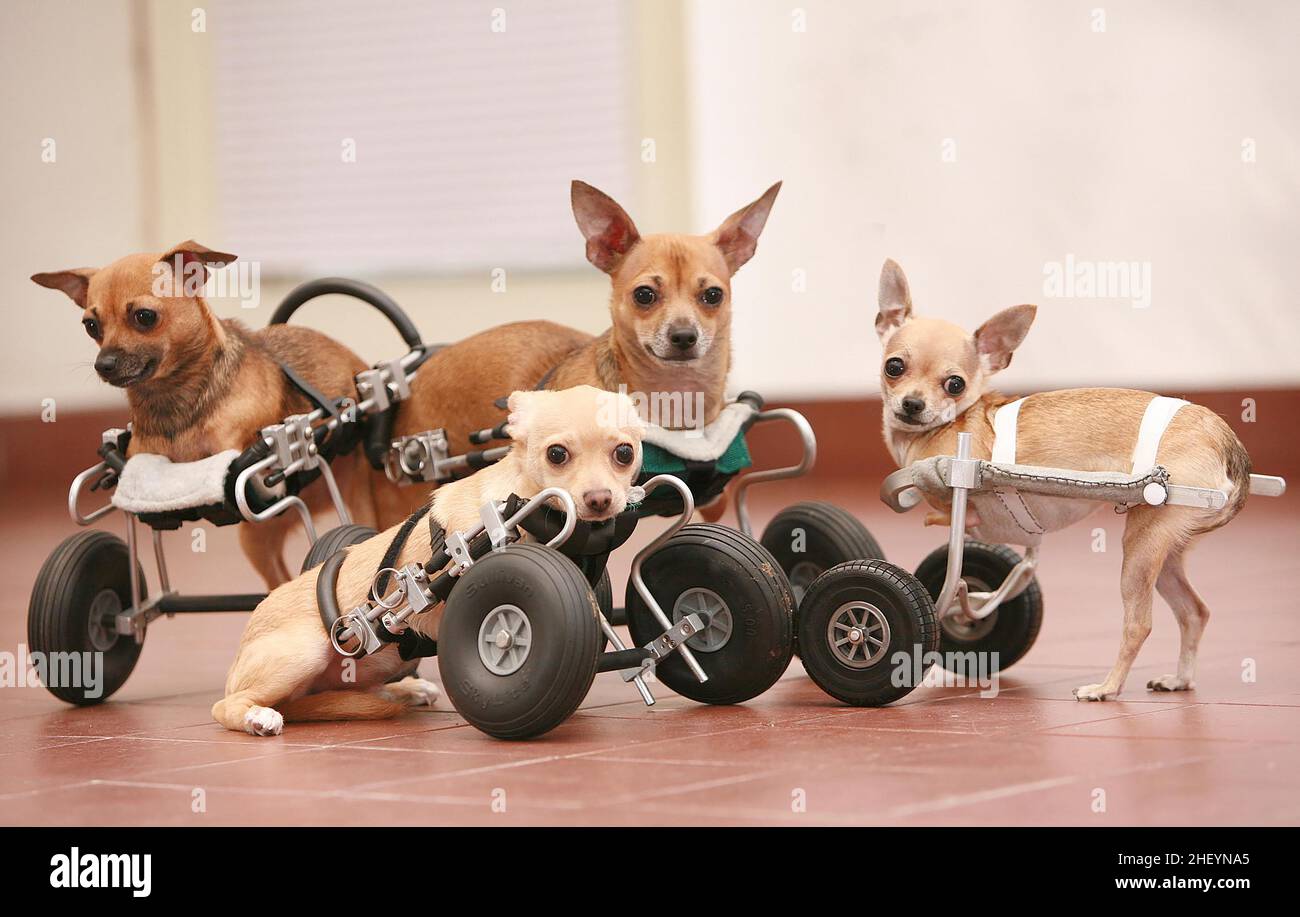 THE WORLDS FIRST FOUR CHIHUAHUA PUPS WHO WERE BORN WITHOUT FRONT LEGS, ON SPECIALLY DESIGNED WHEELS.   .  THE WORLD'S FIRST FOUR CHIHUAHUA DOGS BORN WITHOUT FRONT LEGS HAVE LEARNT TO USE THEIR SPECIALLY ADAPTED WHEELS TO GET AROUND. NEW YORK, USA.  PICTURE: GARY ROBERTS Stock Photo