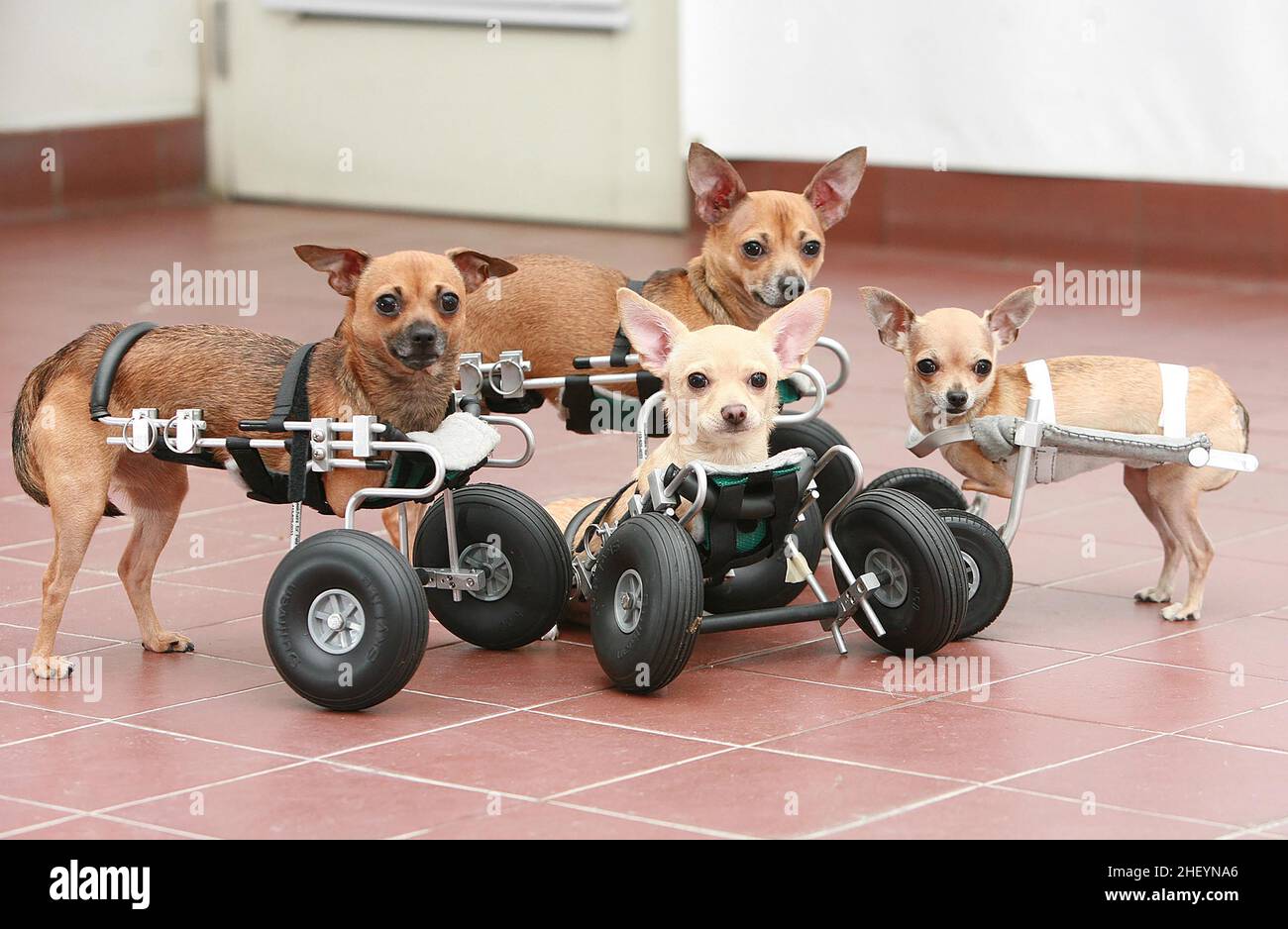 THE WORLDS FIRST FOUR CHIHUAHUA PUPS WHO WERE BORN WITHOUT FRONT LEGS, ON SPECIALLY DESIGNED WHEELS. .  THE WORLD'S FIRST FOUR CHIHUAHUA DOGS BORN WITHOUT FRONT LEGS HAVE LEARNT TO USE THEIR SPECIALLY ADAPTED WHEELS TO GET AROUND. NEW YORK, USA.  PICTURE: GARY ROBERTS Stock Photo