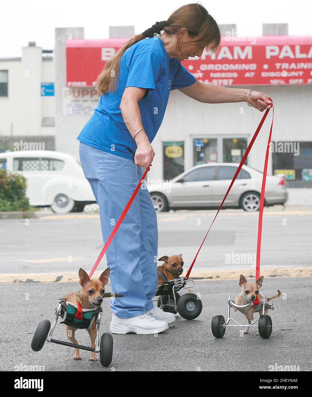 OWNER DONNA IMHOF TAKING THREE OF THE WORLDS FIRST FOUR CHIHUAHUA PUPS WHO WERE BORN WITHOUT FRONT LEGS, ON SPECIALLY DESIGNED WHEELS. GOING FOR A WALK  .  THE WORLD'S FIRST FOUR CHIHUAHUA DOGS BORN WITHOUT FRONT LEGS HAVE LEARNT TO USE THEIR SPECIALLY ADAPTED WHEELS TO GET AROUND. NEW YORK, USA.  PICTURE: GARY ROBERTS Stock Photo