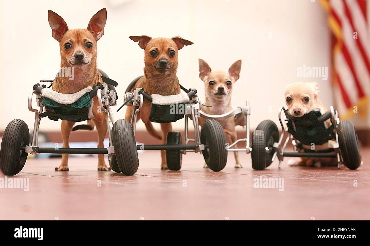 THE WORLDS FIRST FOUR CHIHUAHUA PUPS WHO WERE BORN WITHOUT FRONT LEGS, ON SPECIALLY DESIGNED WHEELS.   .  THE WORLD'S FIRST FOUR CHIHUAHUA DOGS BORN WITHOUT FRONT LEGS HAVE LEARNT TO USE THEIR SPECIALLY ADAPTED WHEELS TO GET AROUND. NEW YORK, USA.  PICTURE: GARY ROBERTS Stock Photo
