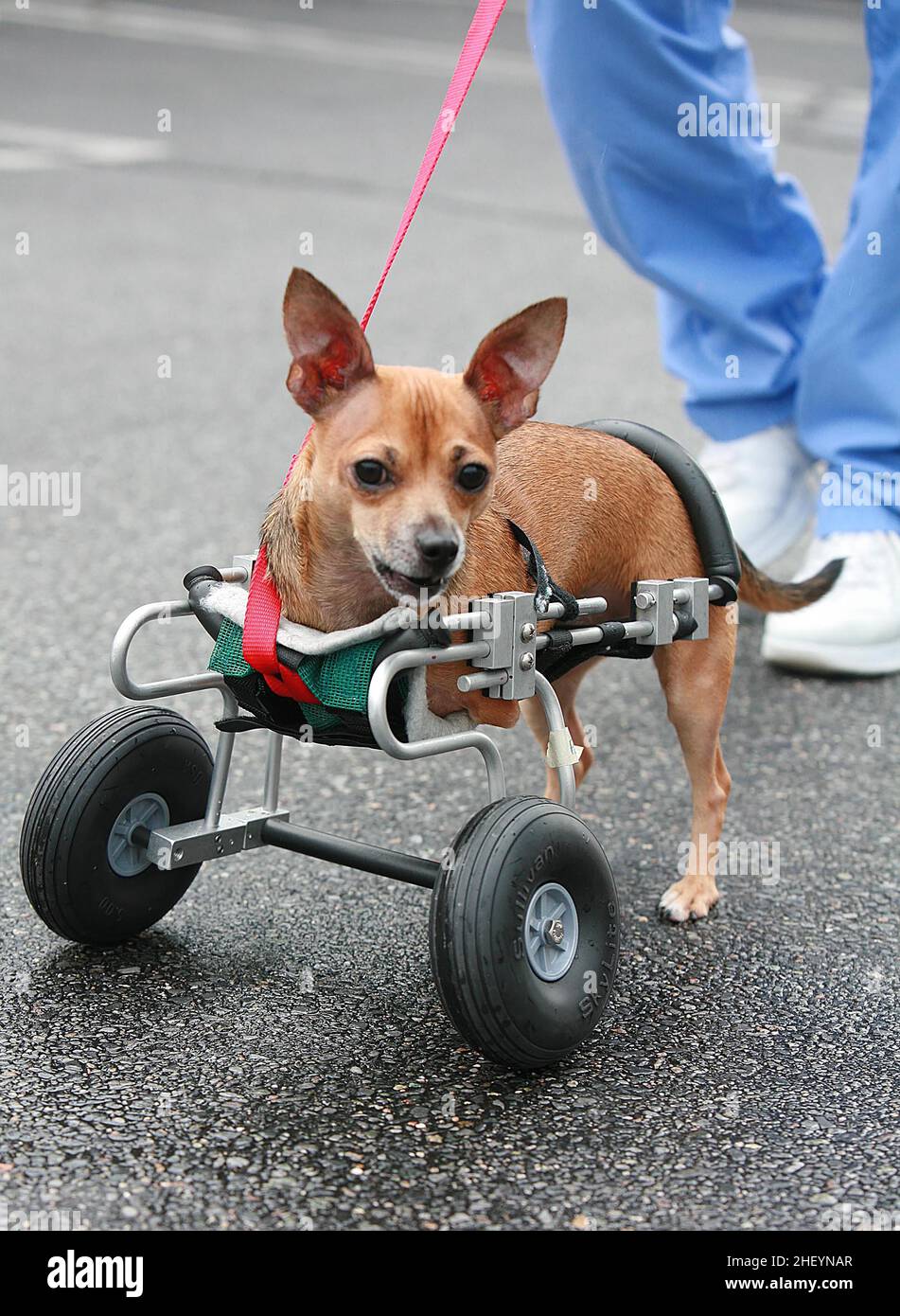 ONE OF THE WORLDS FIRST FOUR CHIHUAHUA PUPS WHO WERE BORN WITHOUT FRONT LEGS, ON SPECIALLY DESIGNED WHEELS.   .  THE WORLD'S FIRST FOUR CHIHUAHUA DOGS BORN WITHOUT FRONT LEGS HAVE LEARNT TO USE THEIR SPECIALLY ADAPTED WHEELS TO GET AROUND. NEW YORK, USA.  PICTURE: GARY ROBERTS Stock Photo