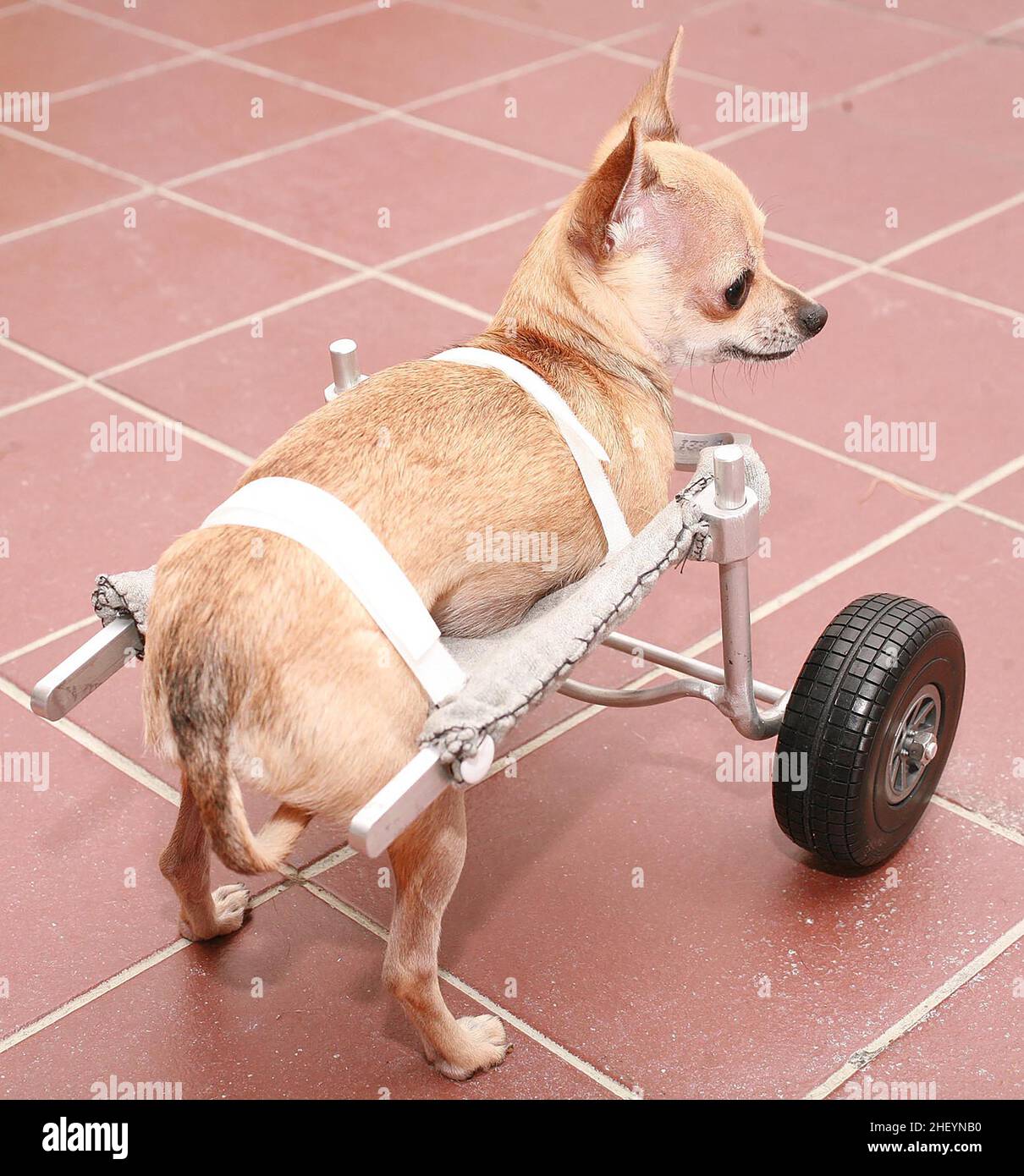 ONE CHIHUAHUA PUP WHO WAS BORN WITHOUT FRONT LEGS, ON SPECIALLY DESIGNED WHEELS.  THE WORLD'S FIRST FOUR CHIHUAHUA DOGS BORN WITHOUT FRONT LEGS HAVE LEARNT TO USE THEIR SPECIALLY ADAPTED WHEELS TO GET AROUND. NEW YORK, USA.  PICTURE: GARY ROBERTS Stock Photo