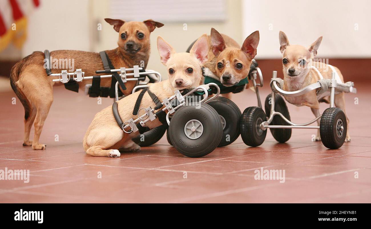 THE WORLDS FIRST FOUR CHIHUAHUA PUPS WHO WERE ALL BORN WITHOUT FRONT LEGS, ON SPECIALLY DESIGNED WHEELS.  THE WORLD'S FIRST FOUR CHIHUAHUA DOGS BORN WITHOUT FRONT LEGS HAVE LEARNT TO USE THEIR SPECIALLY ADAPTED WHEELS TO GET AROUND. NEW YORK, USA.  PICTURE: GARY ROBERTS Stock Photo