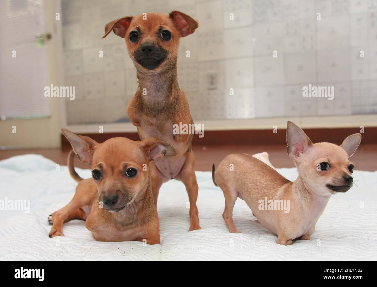 THREE OF THE WORLDS FIRST FOUR CHIHUAHUA PUPS WHO WERE BORN WITHOUT FRONT LEGS  .  THE WORLD'S FIRST FOUR CHIHUAHUA DOGS BORN WITHOUT FRONT LEGS HAVE LEARNT TO USE THEIR SPECIALLY ADAPTED WHEELS TO GET AROUND. NEW YORK, USA.  PICTURE: GARY ROBERTS Stock Photo