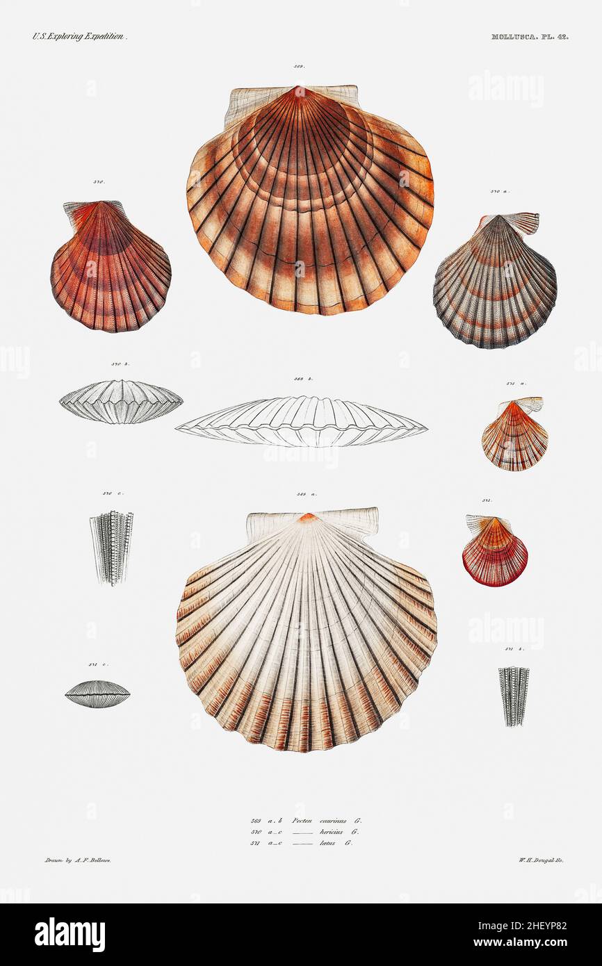 Clam shell varieties set illustration from Mollusca & Shells by Augustus Addison Gould. Stock Photo