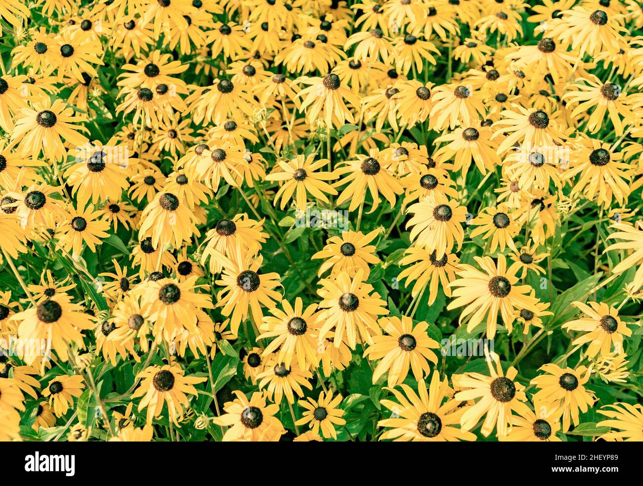 yellow cut leaved coneflower prospers in the flower bed Stock Photo