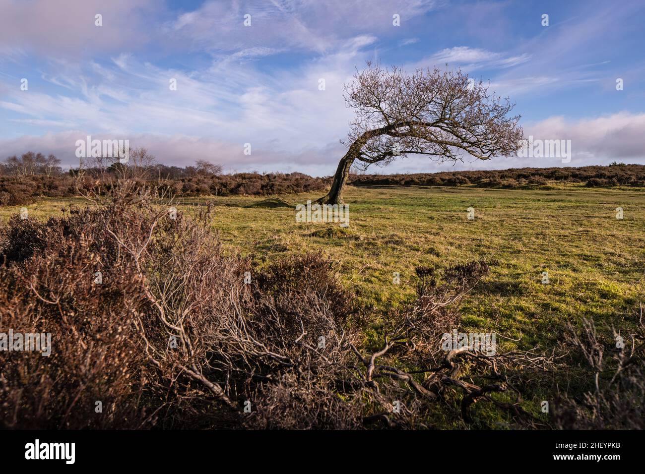 Solitary windswept tree, Stanton Moor Derbyshire Stock Photo
