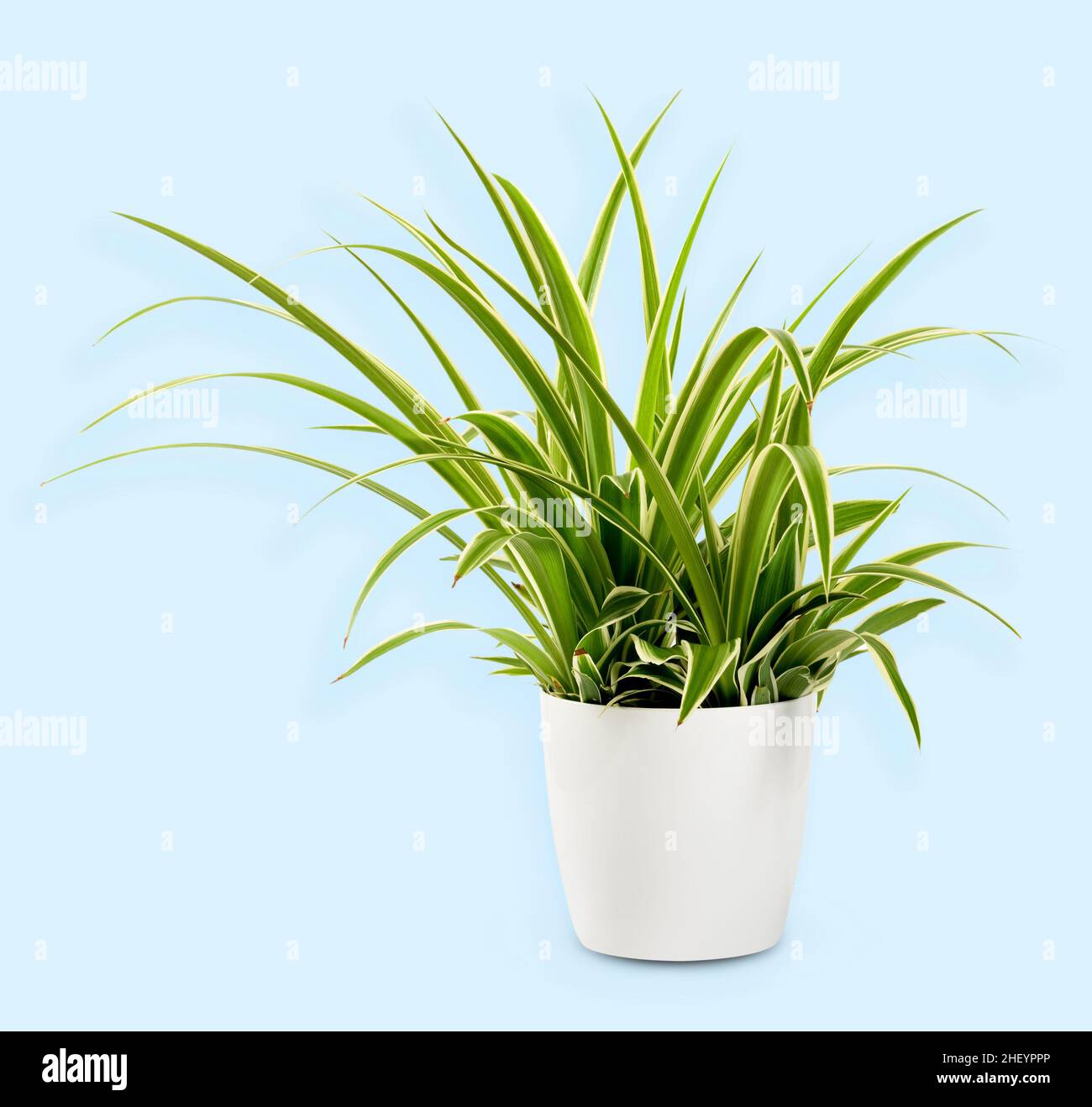 Potted Chlorophytum laxum plant with green leaves with light strip placed in studio against blue background Stock Photo