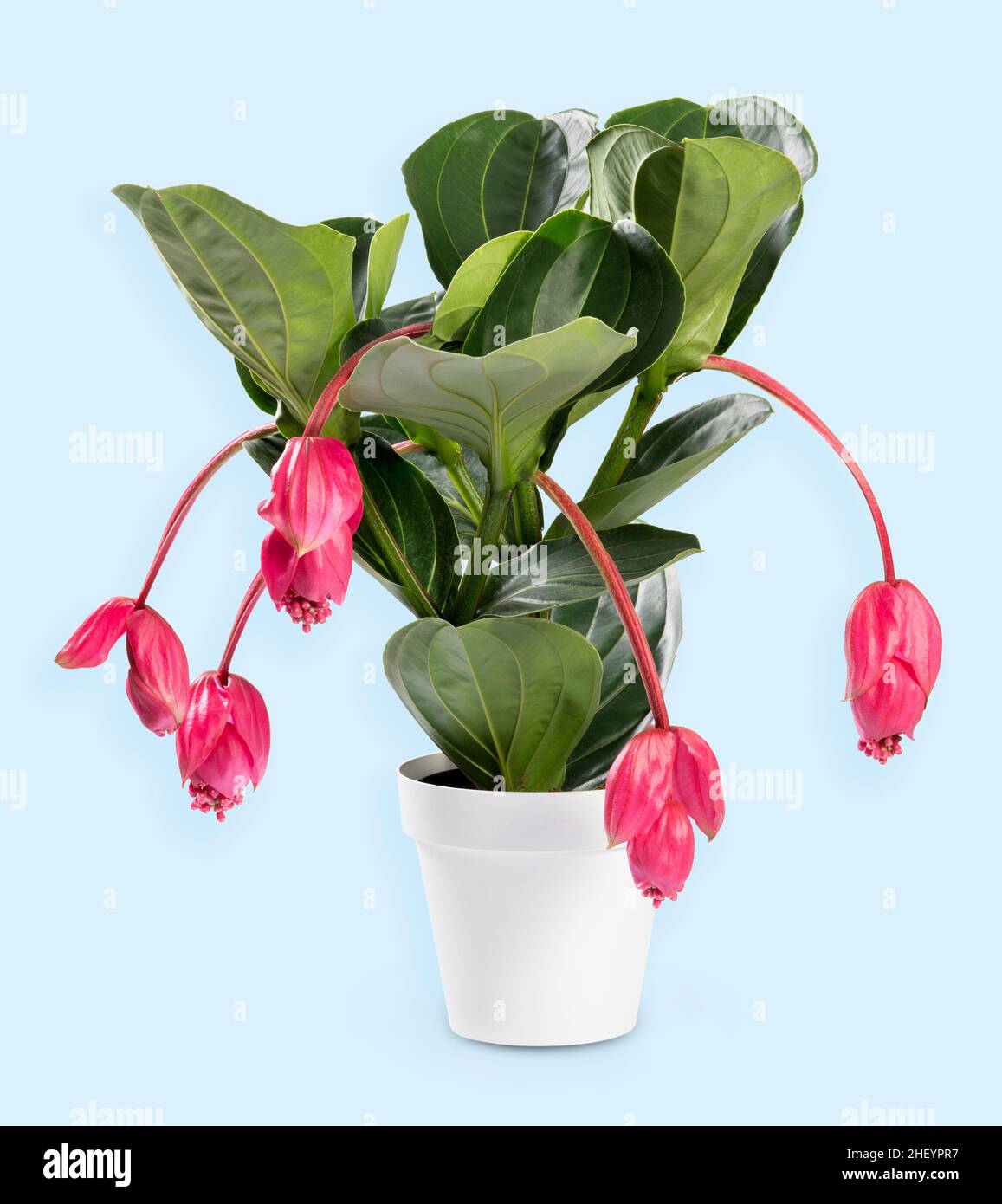 Potted blooming Medinilla epiphyte plant species of flowering plant in family Melastomataceae on light blue background Stock Photo