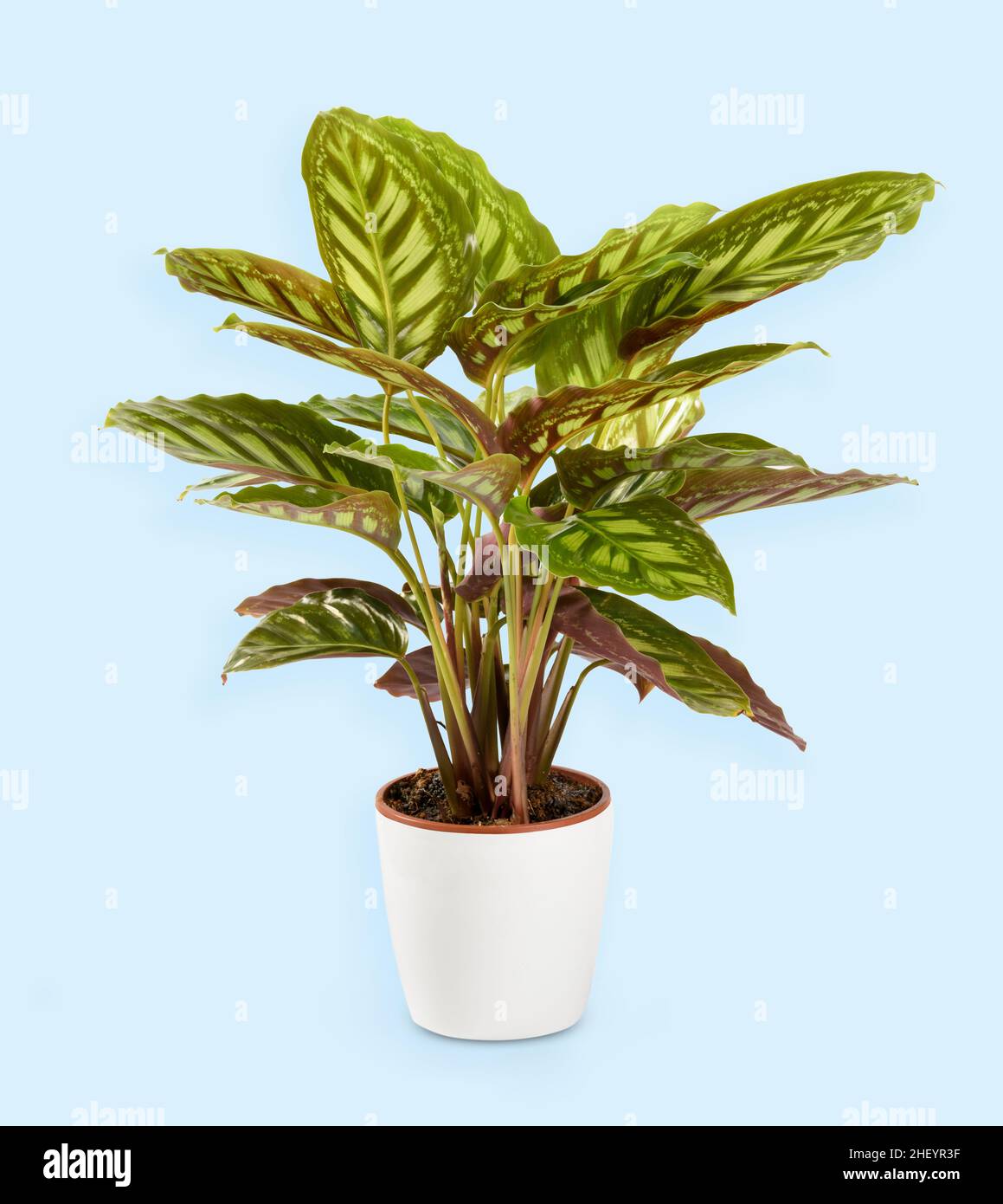 Calathea makoyana plant with light green stripes growing in pot placed on light blue background Stock Photo