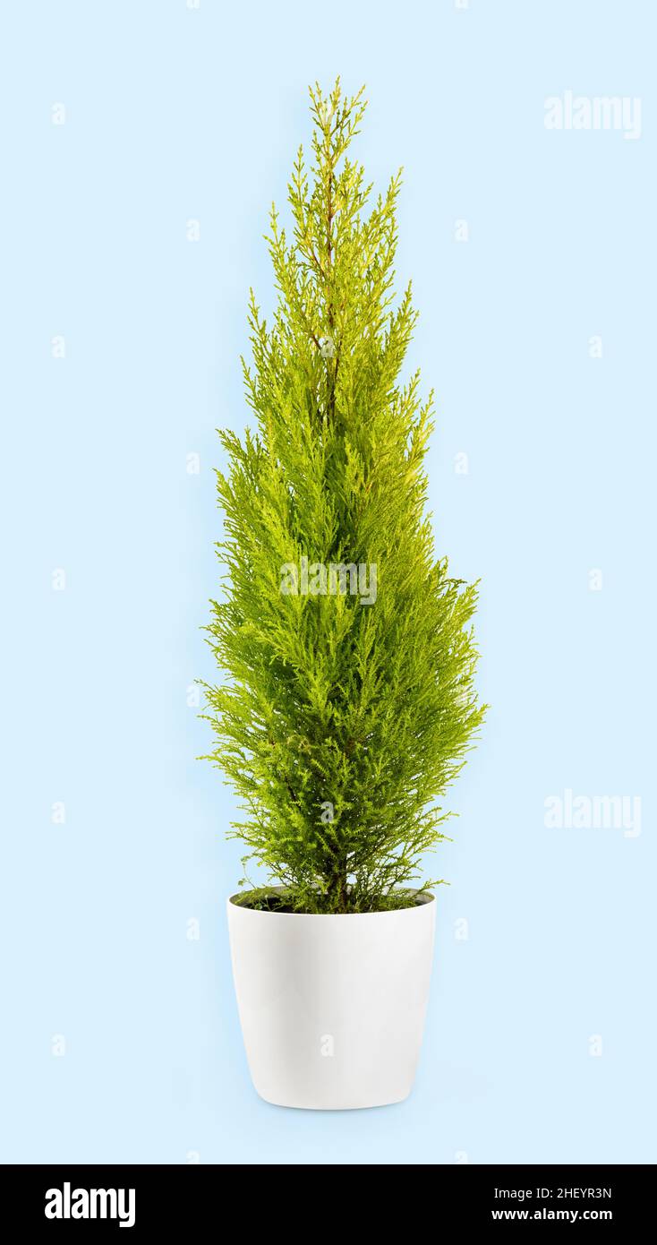 Chartreuse colored foliage of evergreen Cupressus wilma goldcrest plant in flowerpot on light blue background Stock Photo