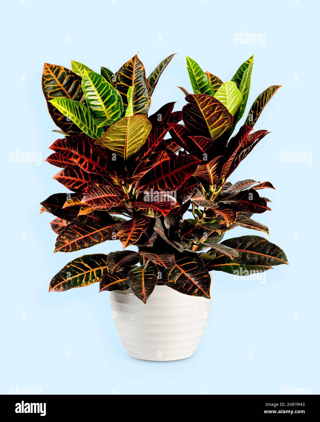 Isolated potted croton plant with lush red and green foliage placed against blue backdrop Stock Photo