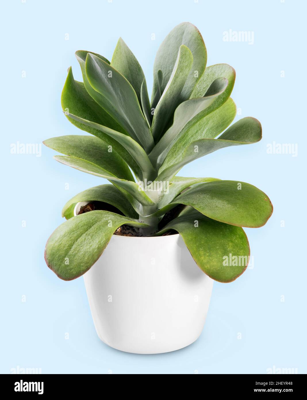 Green Kalanchoe thyrsiflora succulent plant growing in white ceramic flowerpot placed in studio against light blue background Stock Photo