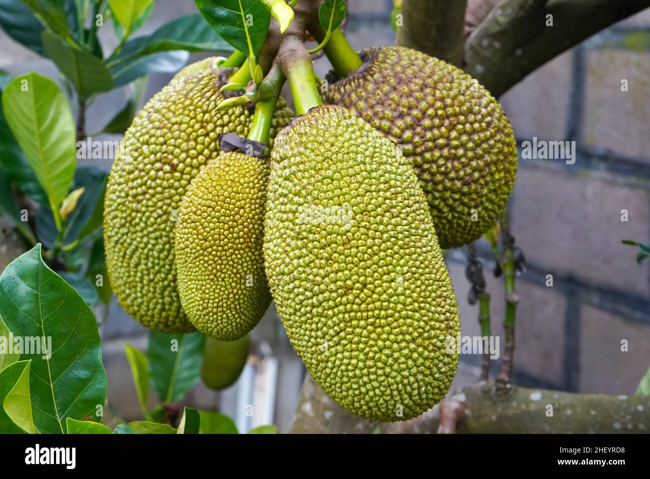 The jackfruit (Artocarpus heterophyllus), also known as jack tree, is a species of tree in the fig, mulberry, and breadfruit family (Moraceae). Sri La Stock Photo