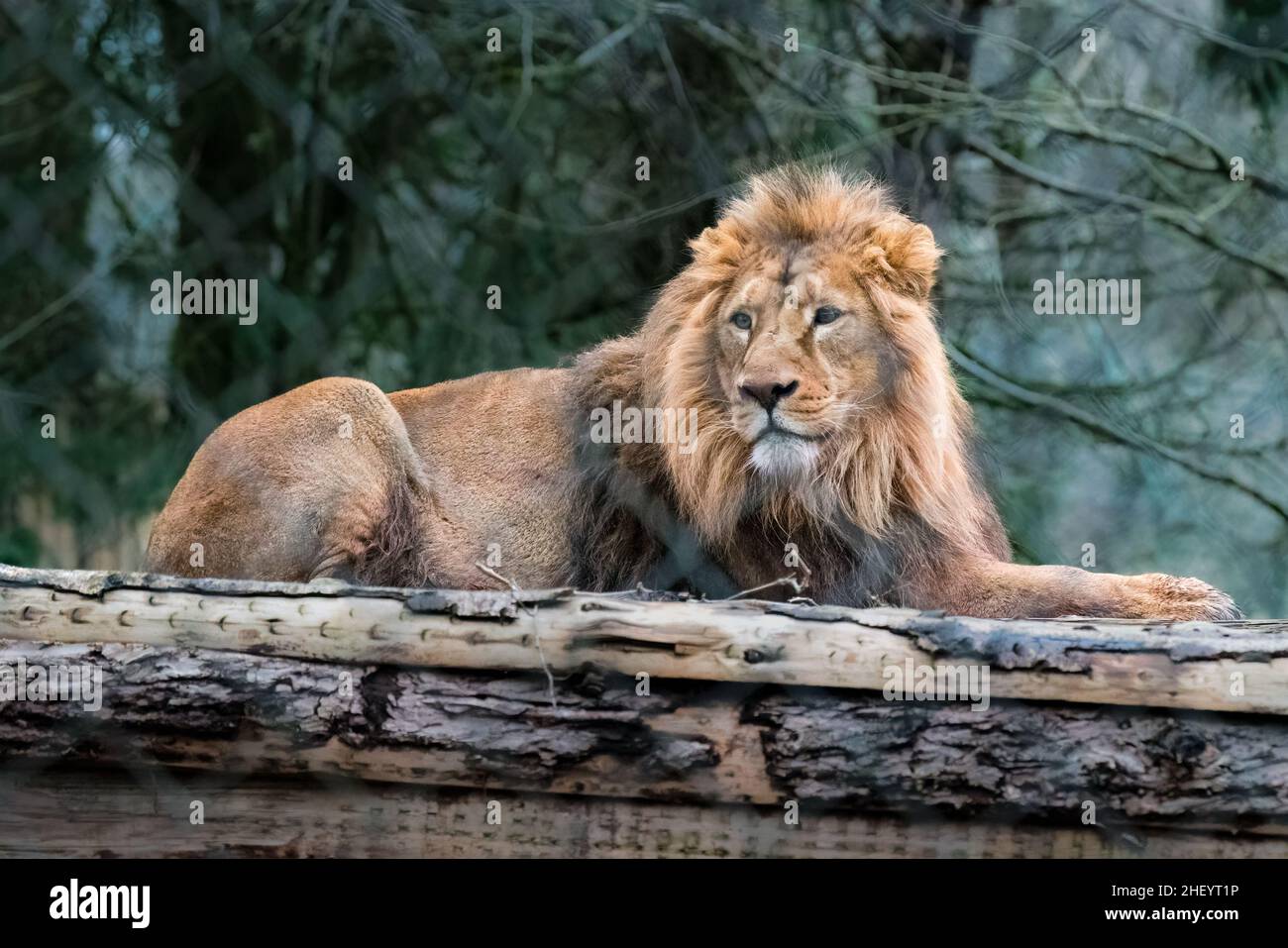 Lion in the zoo Stock Photo - Alamy