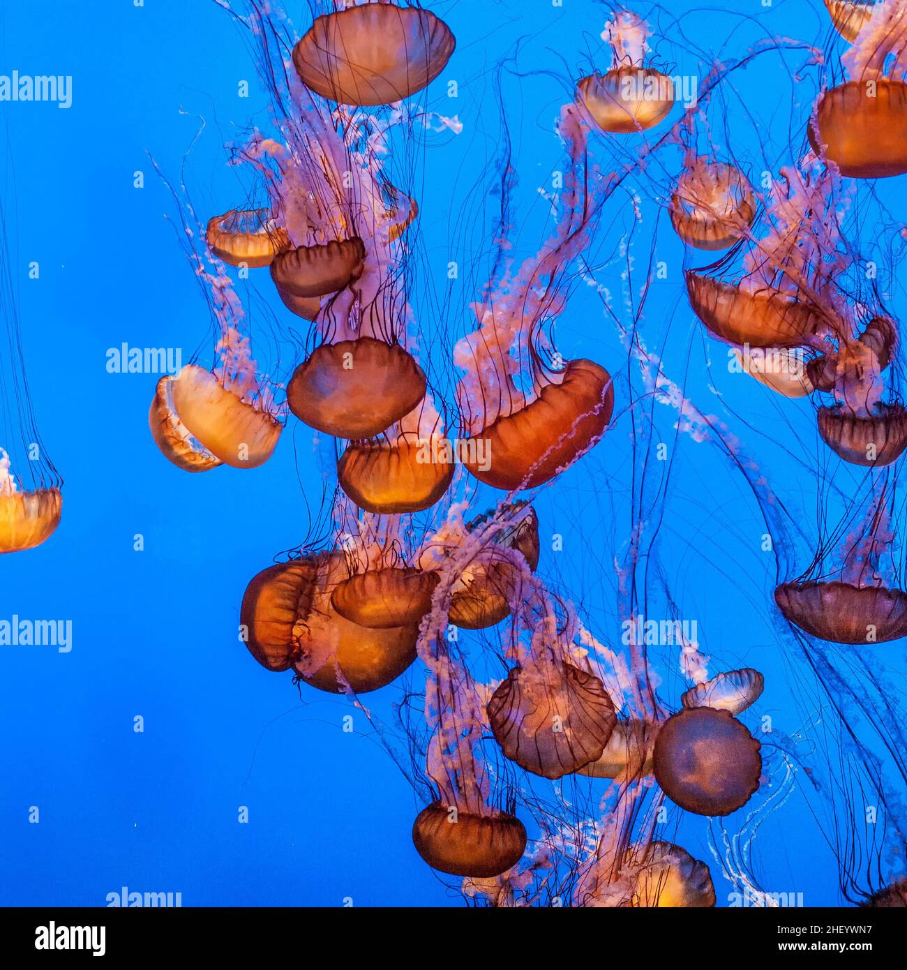 jelly fish in the blue sea gliding in the deep of the ocean Stock Photo ...