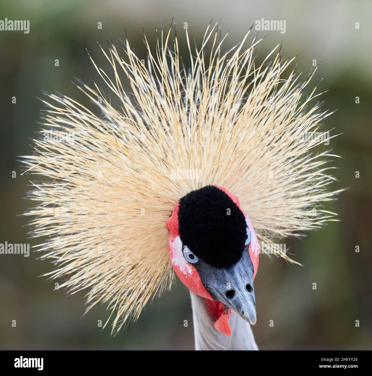 Portrait of Grey or African Crowned Crane Balearica regulorum at Slimbridge Gloucestershire UK - captive bird Stock Photo