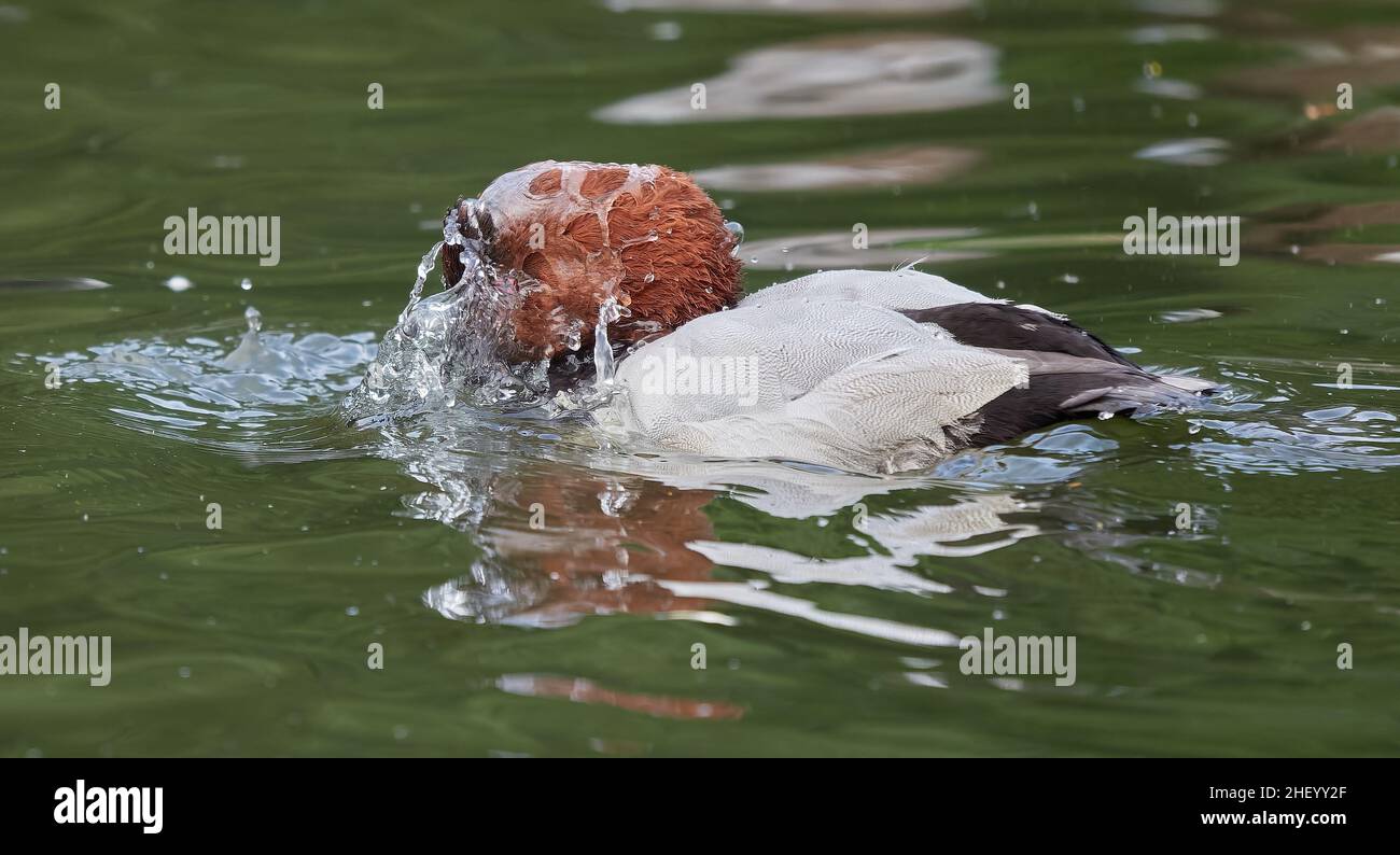 Canvasback Aythya valsineria surfacing from a dive and illustrating amazing water repellency of feathers - Slimbridge Gloucestershire UK Stock Photo