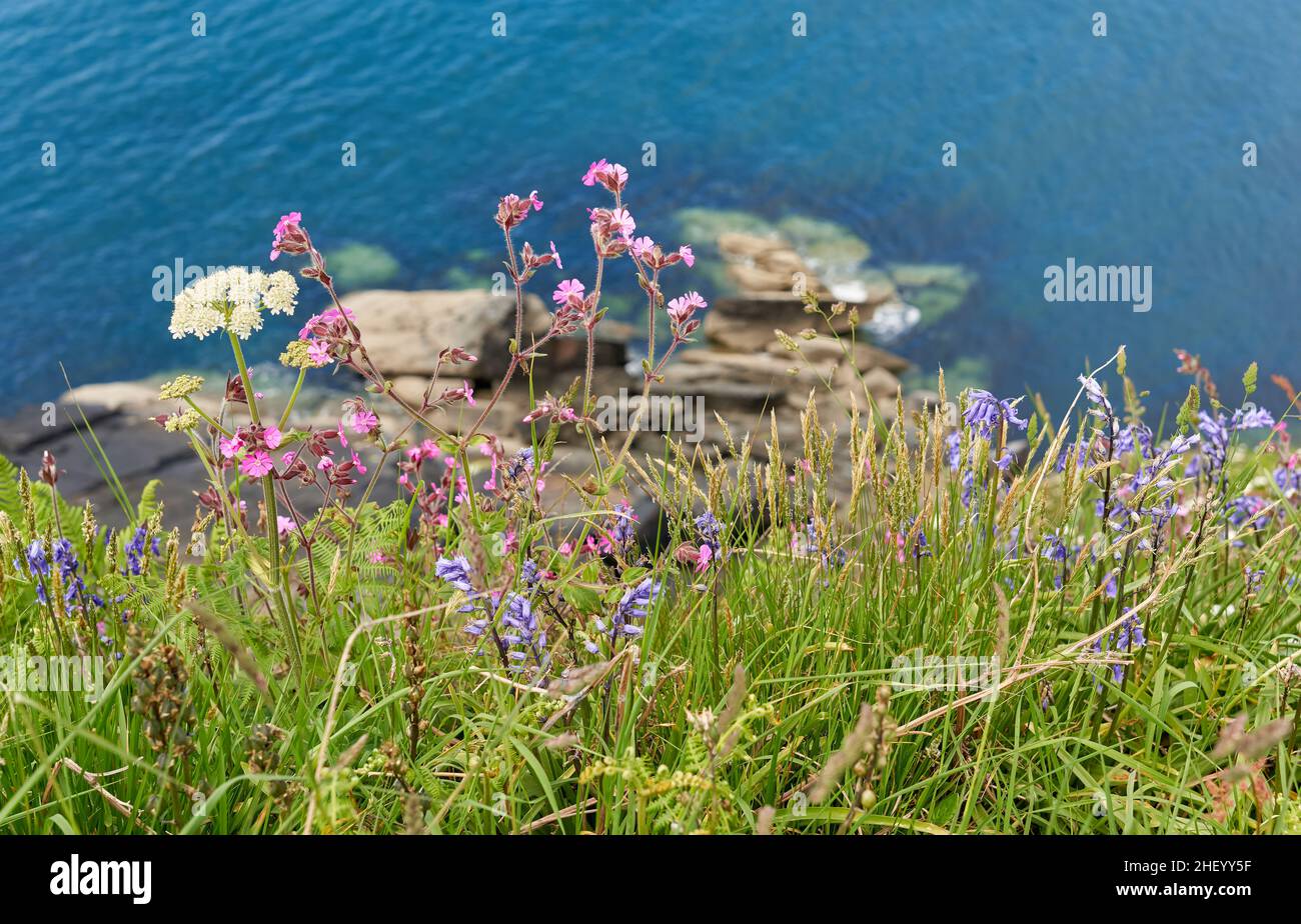 Assemblage of spring flowers on sea cliffs near St Davids Head on the Pembrokeshire Coast in South Wales UK Stock Photo