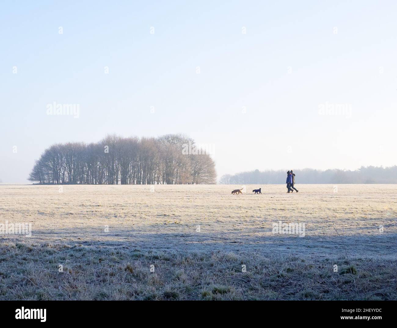 Frosty morning with dog walkers and weak winter sunshine at Ashton Court park near Bristol UK Stock Photo