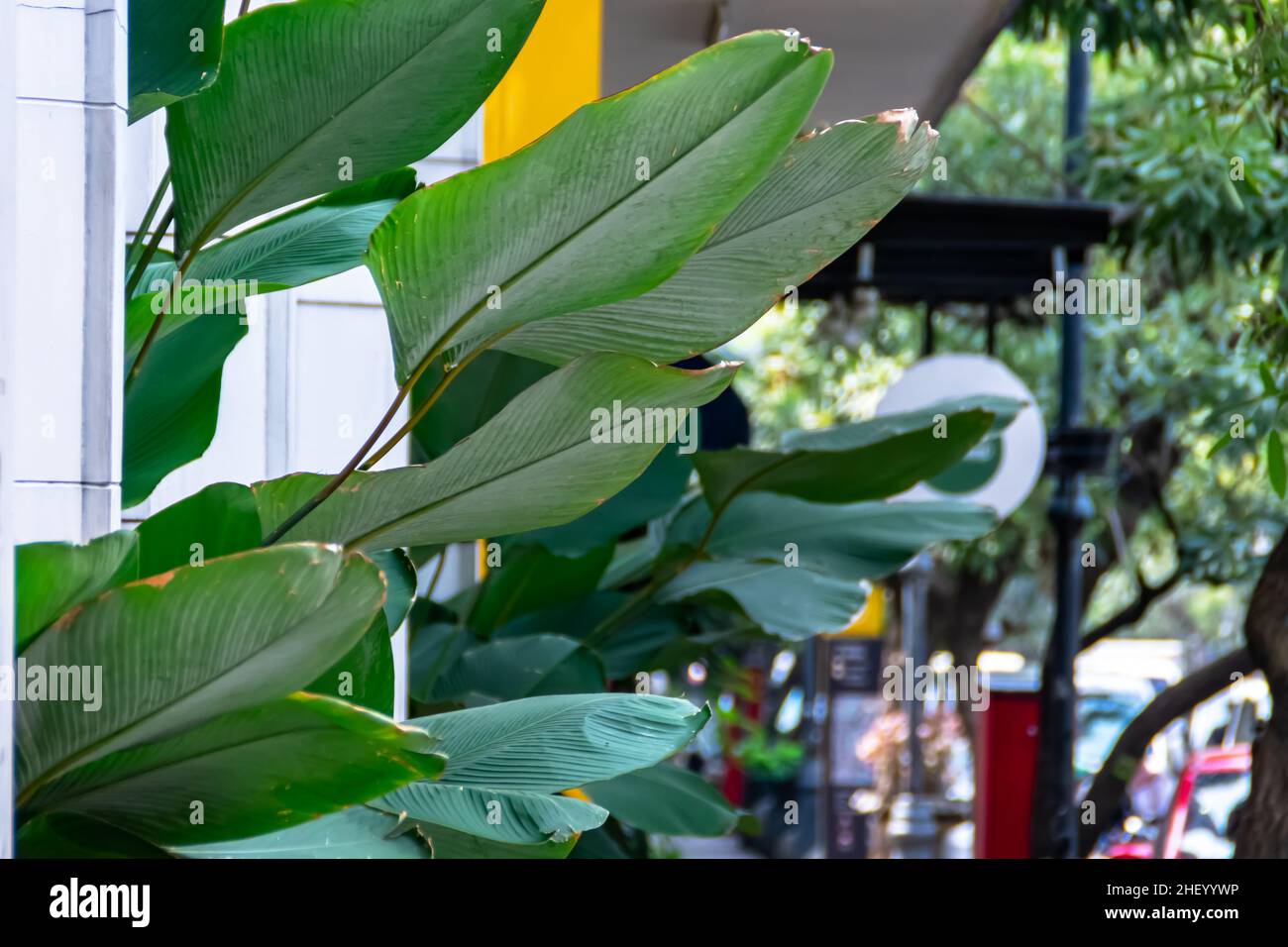 Exotic green tropical banana leaves decorated on the city pavement Stock Photo
