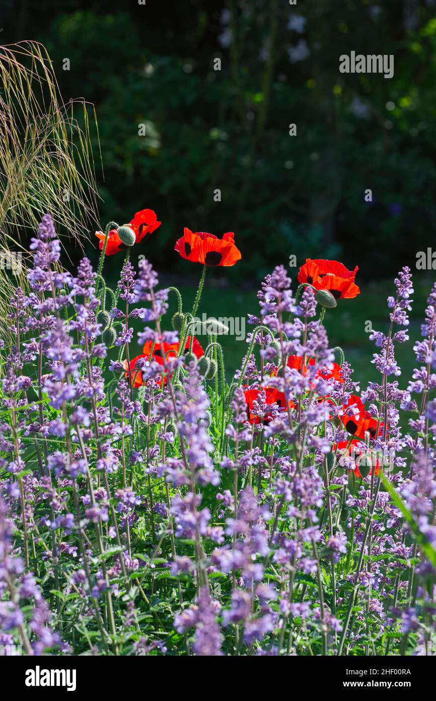 Papaver commutatum, Poppy 'Ladybird' and Nepeta  Norfolk UK Stock Photo