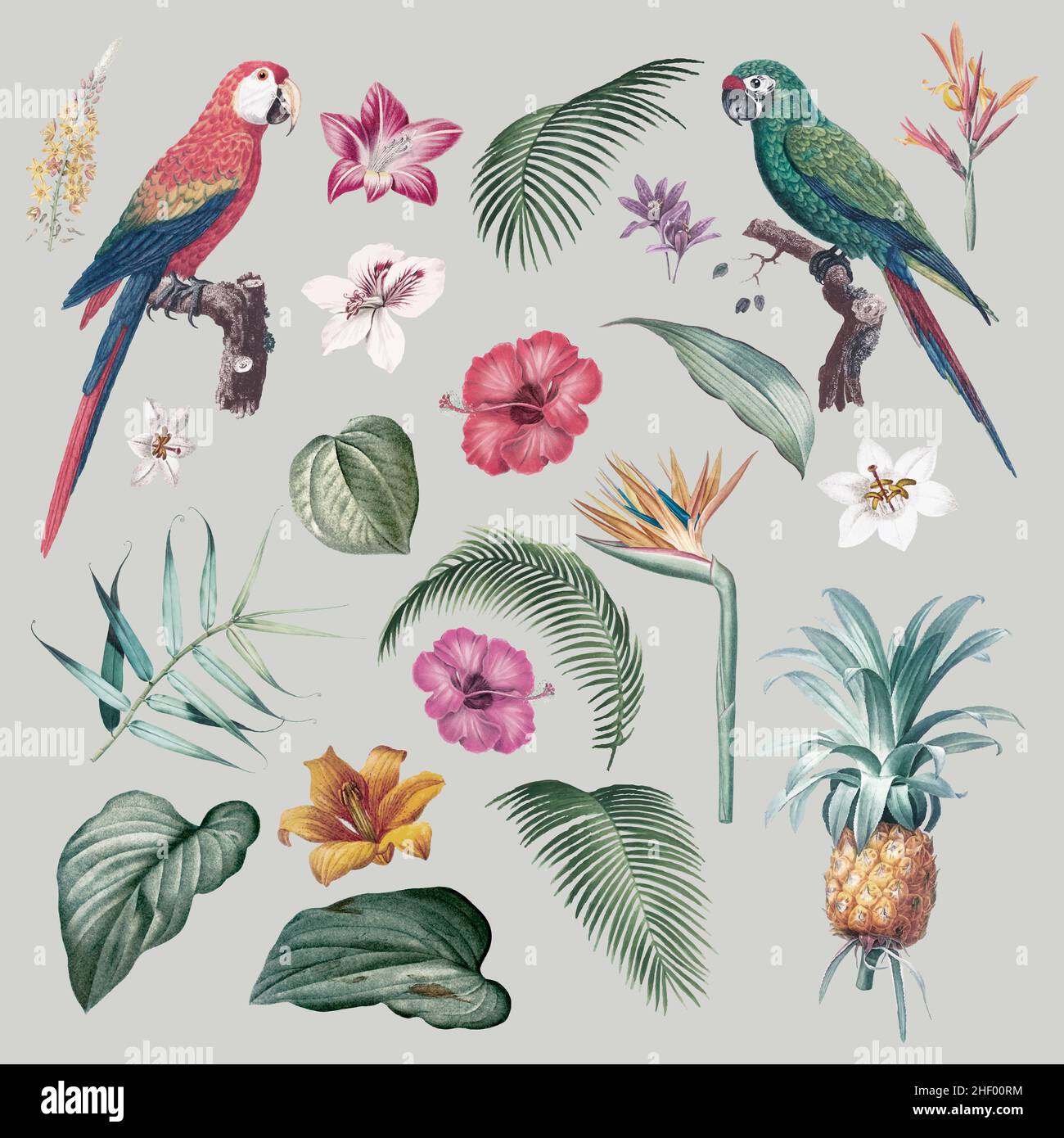Vintage tropical birds hi-res stock photography and images - Alamy