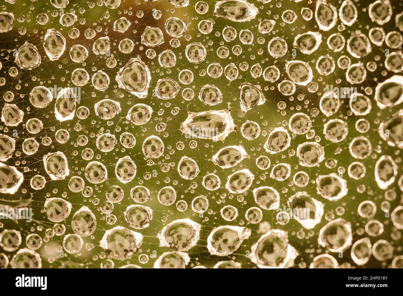 Rain drops on spider web ~ Norfolk UK Stock Photo