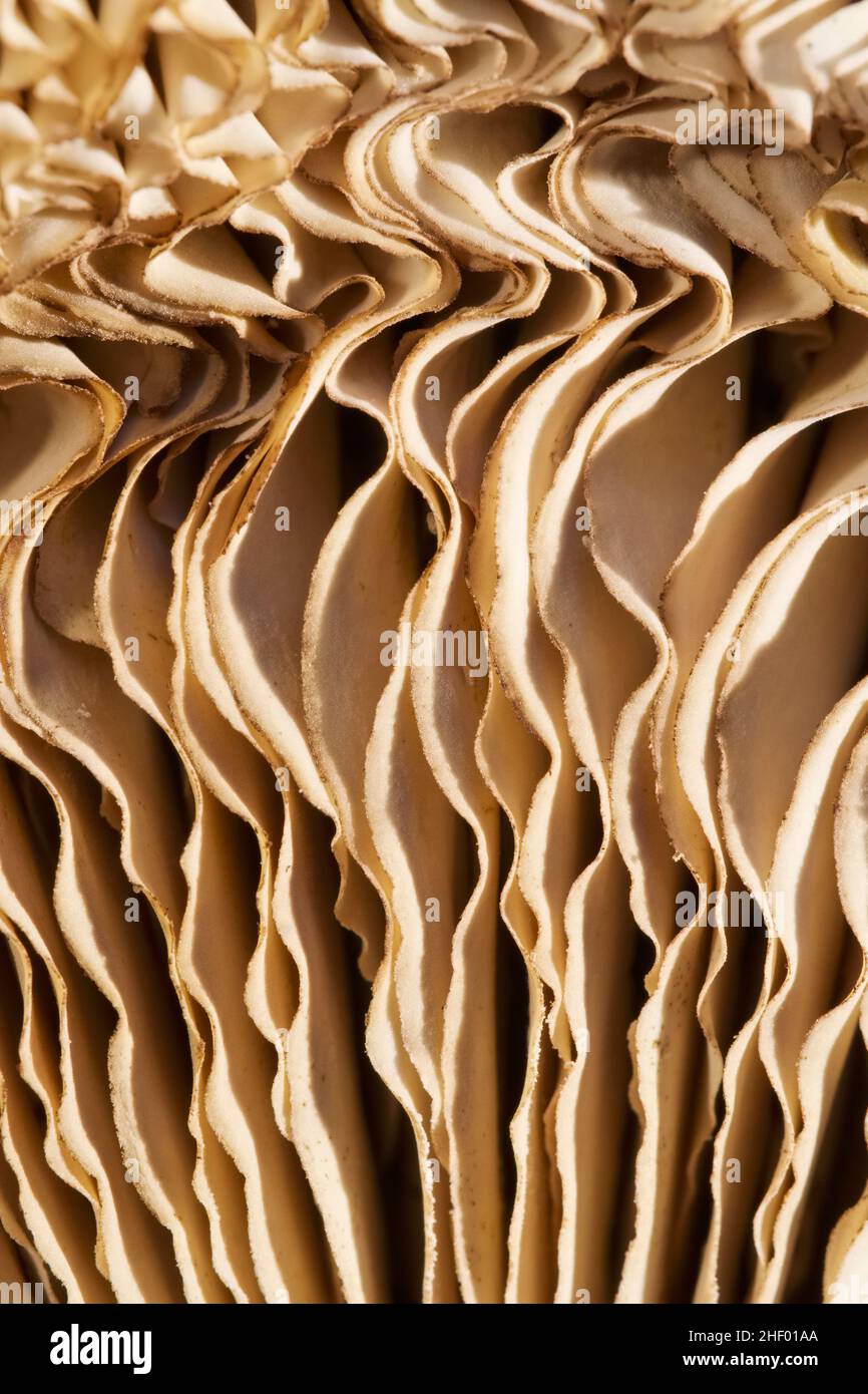 Chlorophyllum rhacodes, Shaggy Parasol Mushroom Gills   Norfolk UK Stock Photo