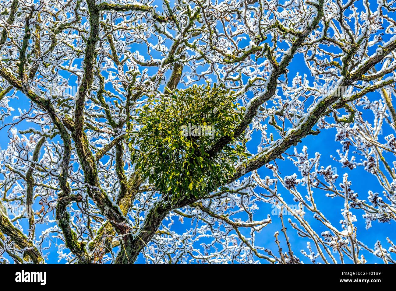 Viscum album or mistletoe is a hemiparasite on several species of trees ...