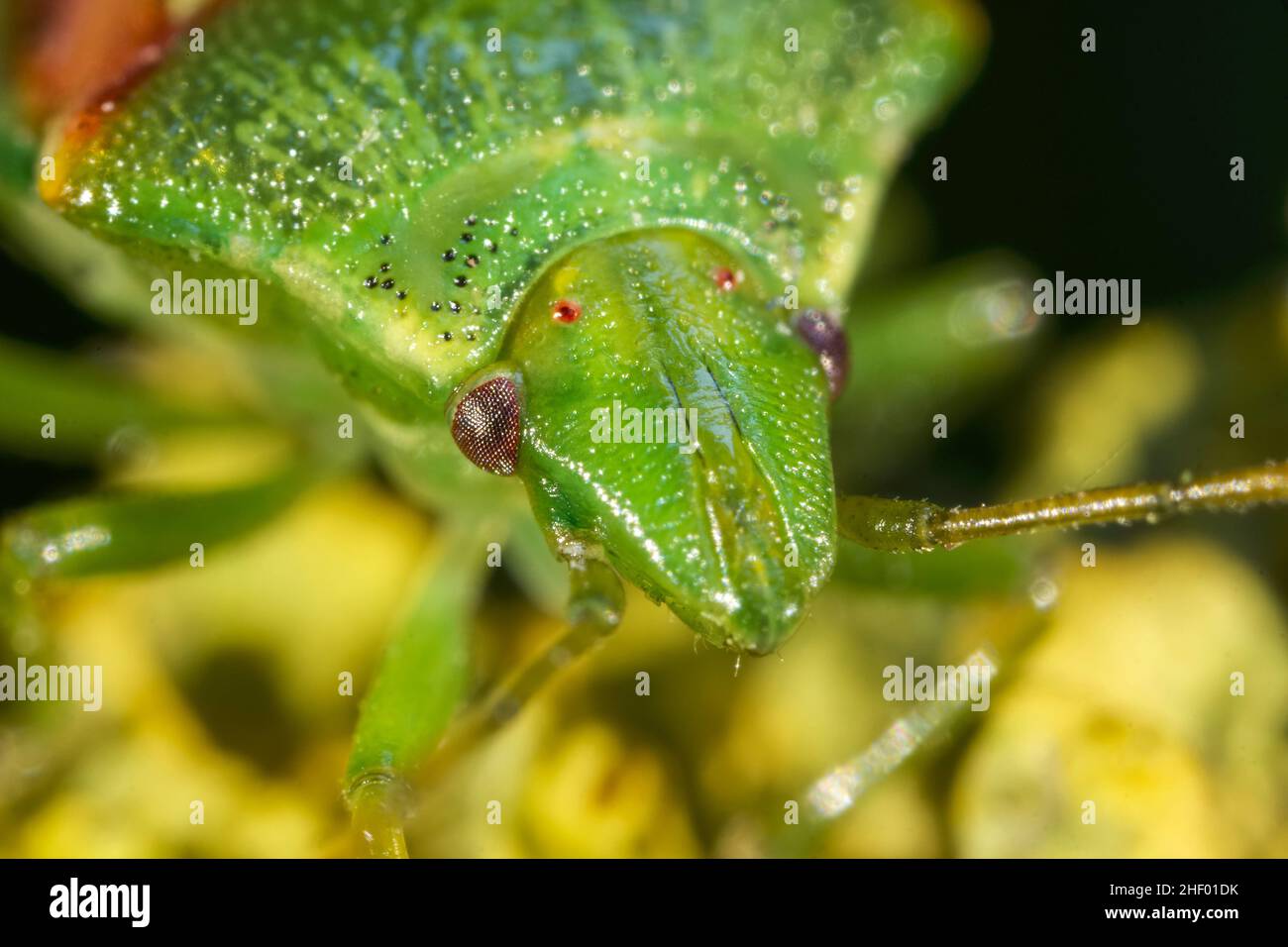 Cyphostethus tristriatus, Juniper Shieldbug Norfolk UK Stock Photo - Alamy