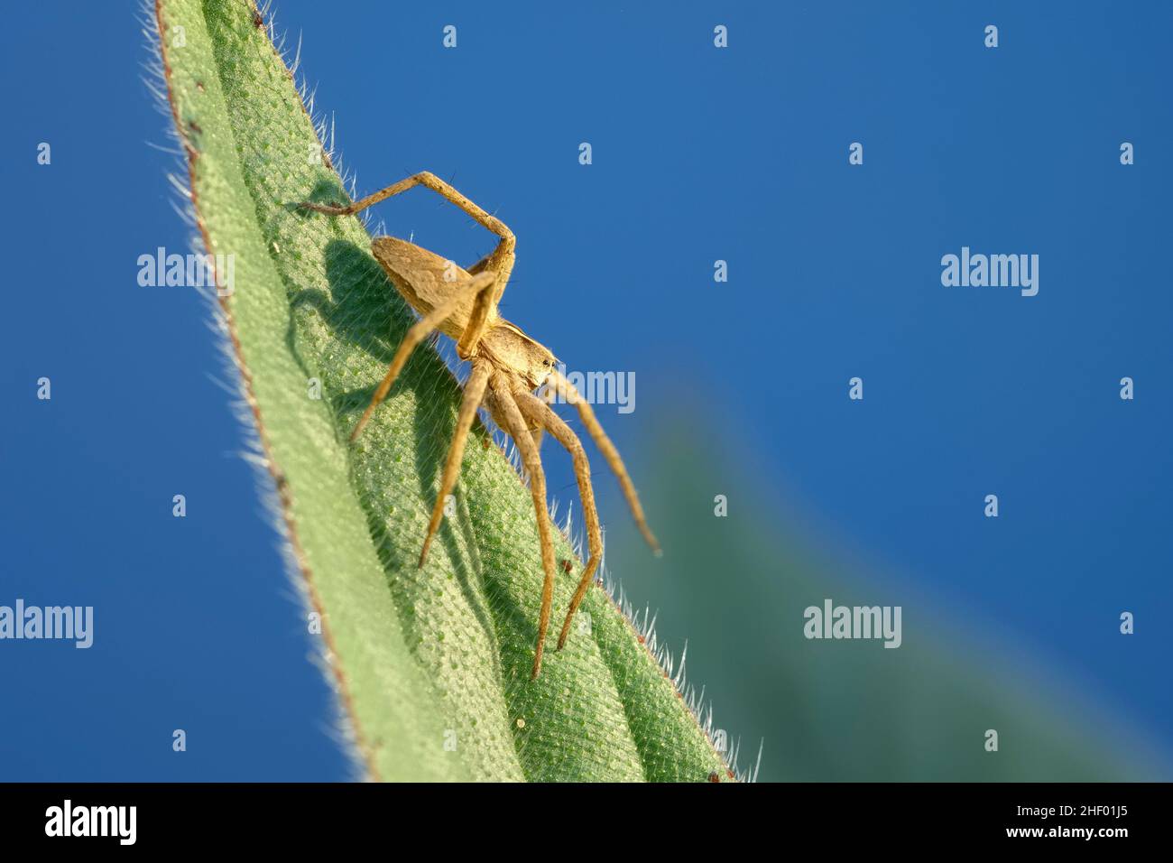 Pisaura mirablis. Nursery Web Spider - Male   Norfolk UK Stock Photo