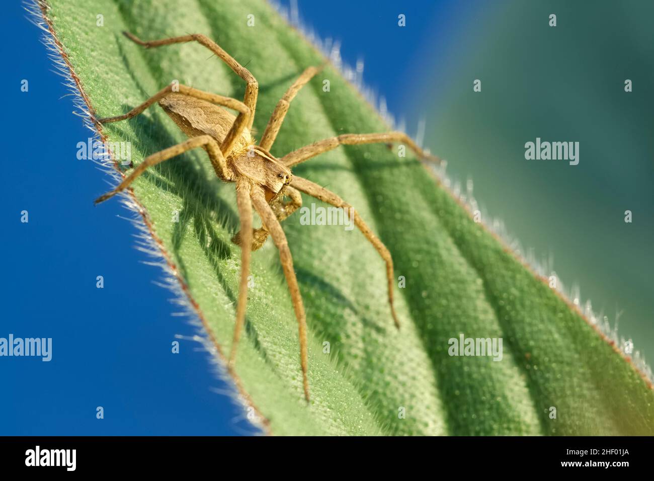 Pisaura mirabilis, Nursery Web Spider - Male showing palps  Norfolk UK Stock Photo