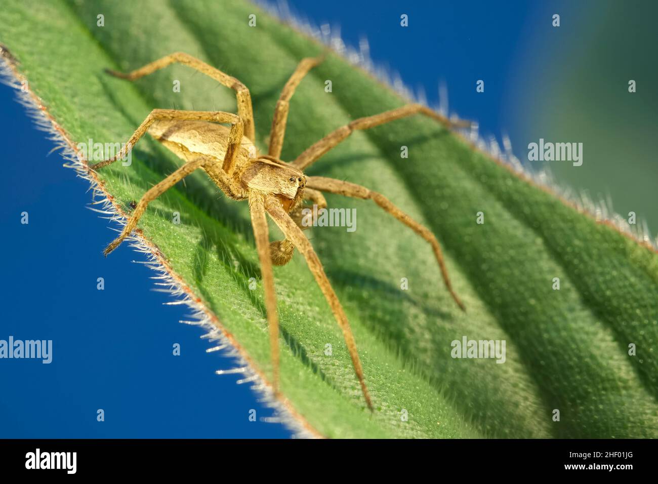 Pisaura mirabilis, Nursery Web Spider - Male showing palps  Norfolk UK Stock Photo