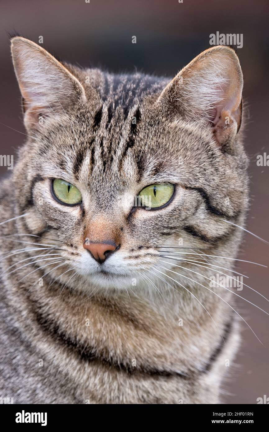 Tabby cat with 'mackeral' markings Norfolk UK Stock Photo Alamy