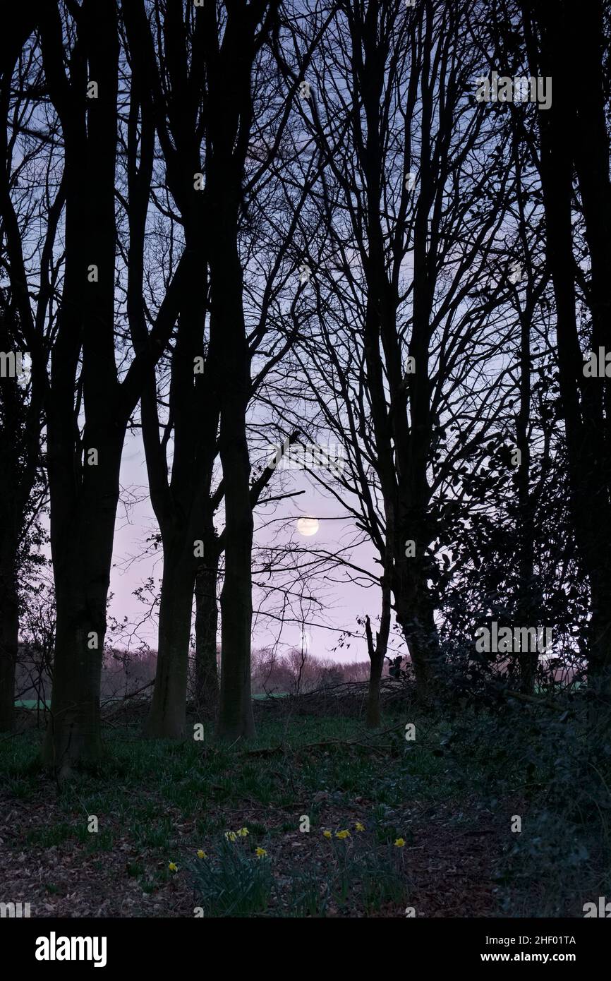 Moon Rising Through Trees Full Moon rising through woodland trees Norfolk UK Stock Photo - Alamy
