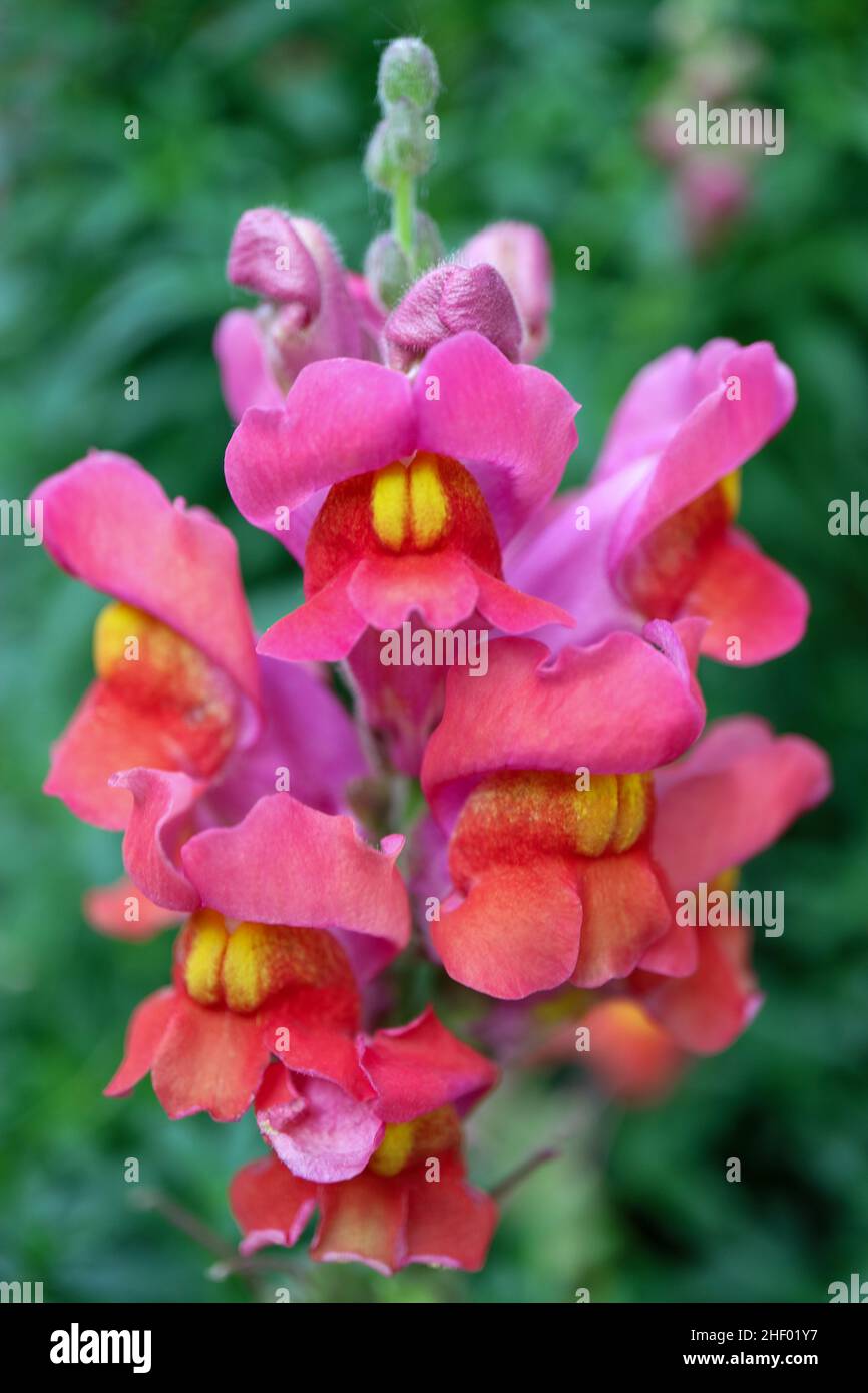 Colorful Dragon flowers with green leaves in the garden, Snapdragons with pink and yellow petals, flower blossom macro, beauty in nature, floral photo Stock Photo