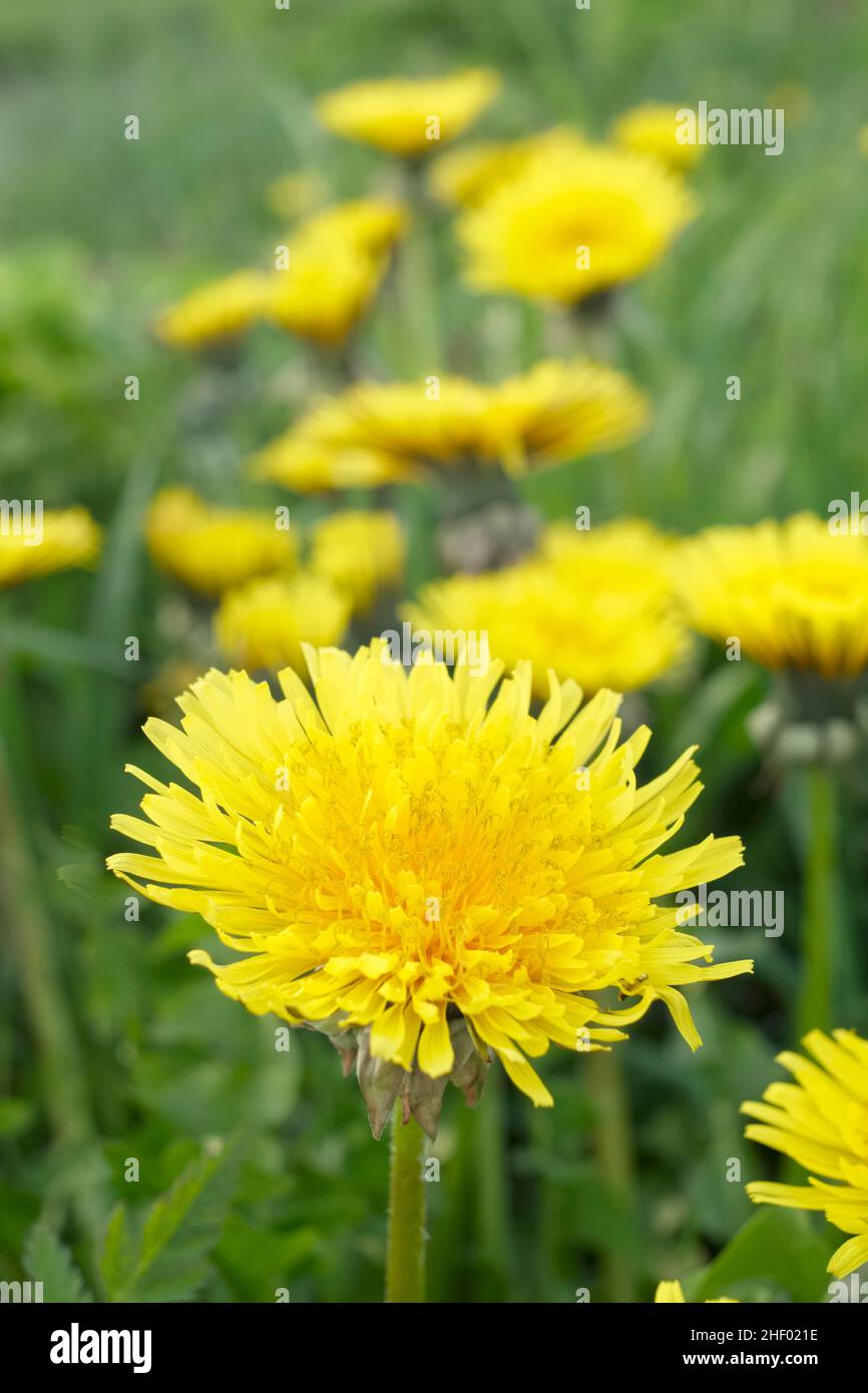 Taraxacum officinale, Dandelion Flowers Norfolk UK Stock Photo Alamy