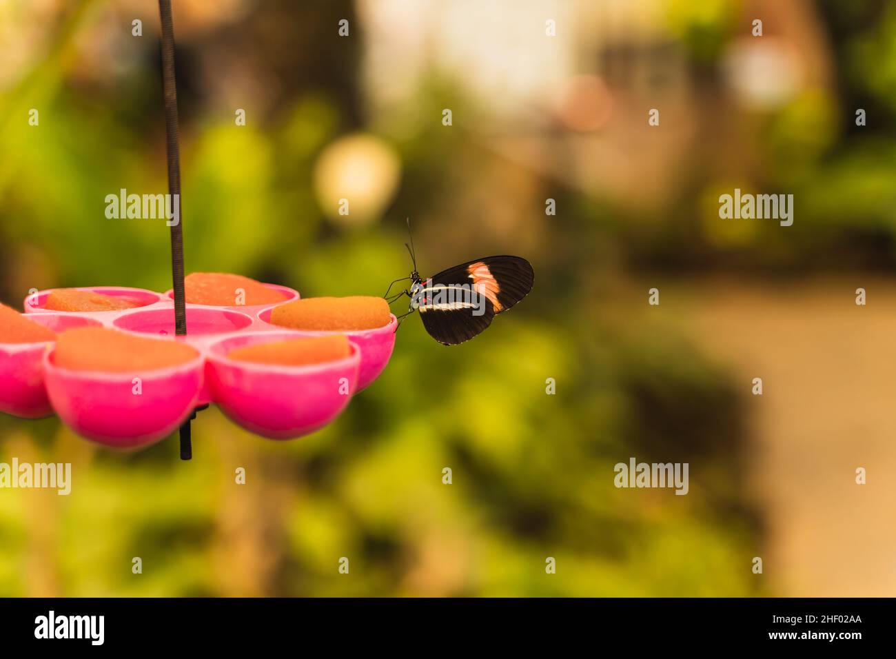 Heliconius melpomene butterfly feeding on a solid compound Stock Photo