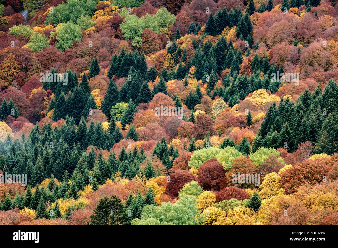 Colourful autumn trees in a forest Auvergne France Stock Photo