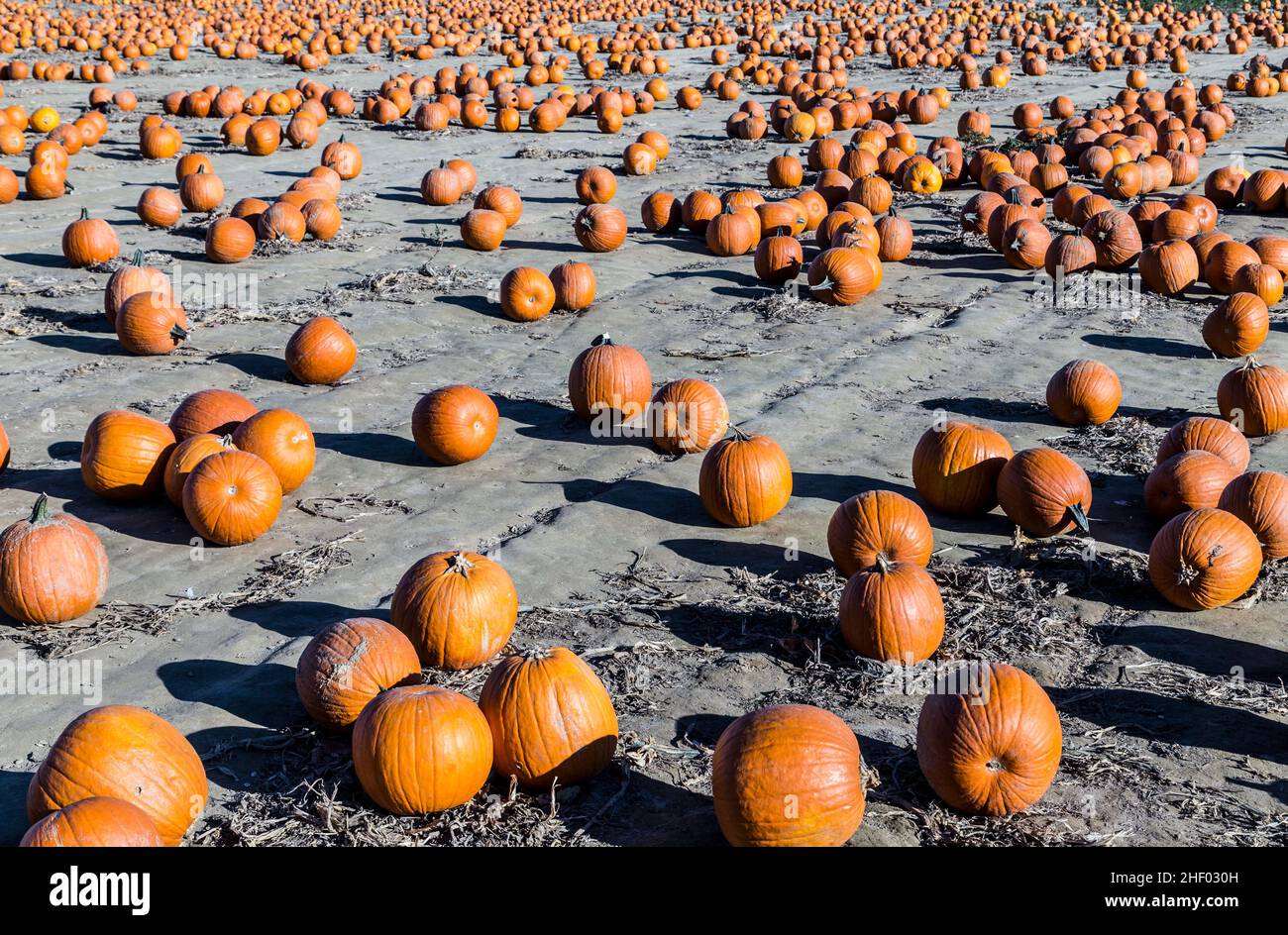 big pumpkins grow on a field in america Stock Photo - Alamy