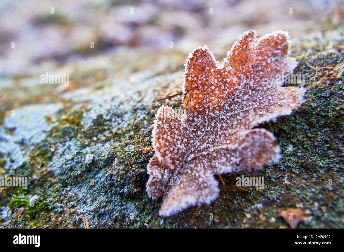 Eichenblatt mit Reif auf einem Stein mit Flechten und Moos Stock Photo