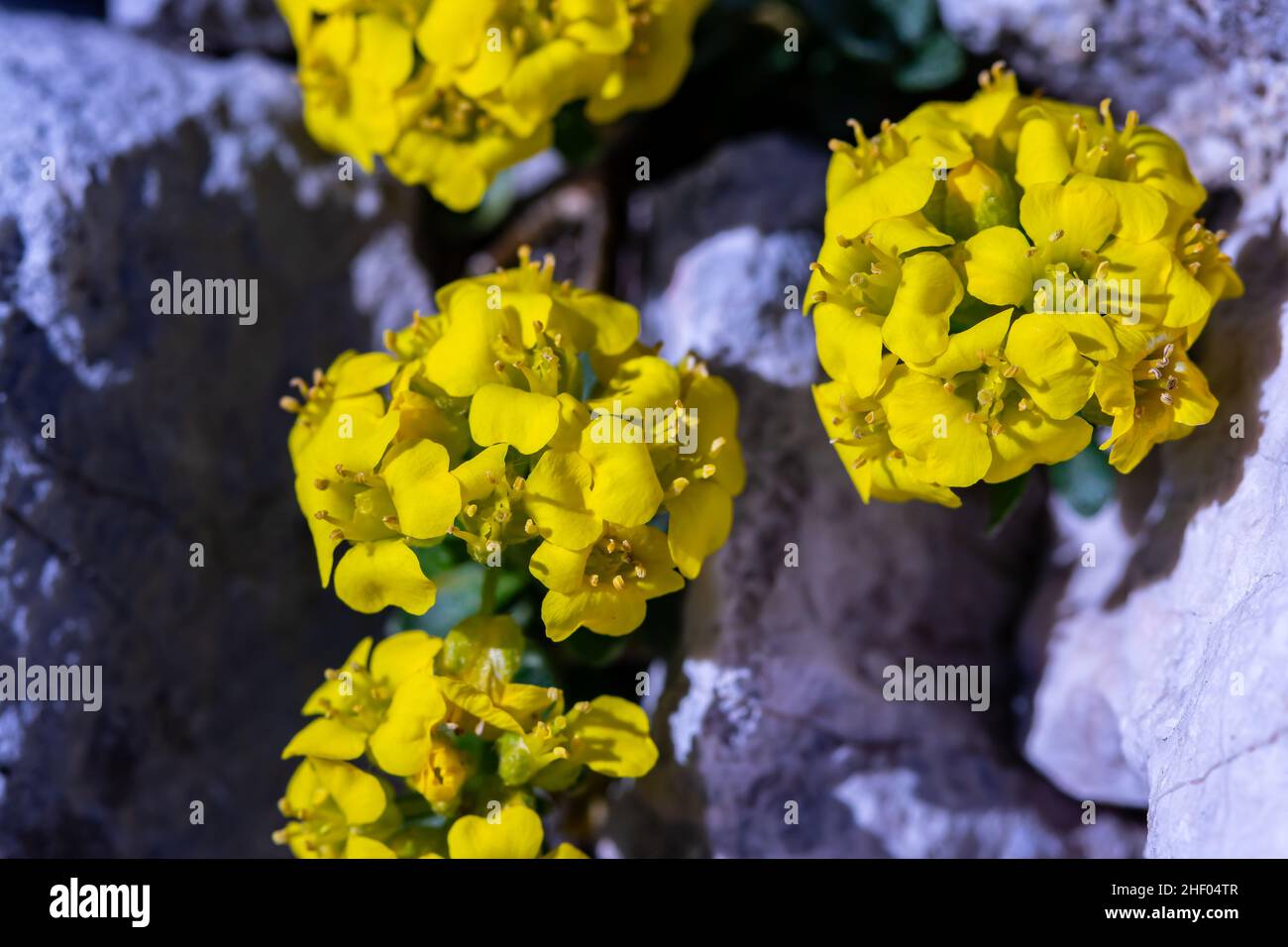 Alyssum ovirense flower in mountains, close up Stock Photo - Alamy