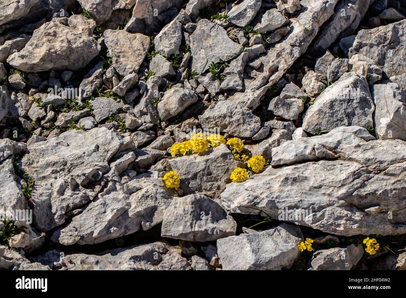 Alyssum ovirense flower growing in mountains, close up Stock Photo - Alamy